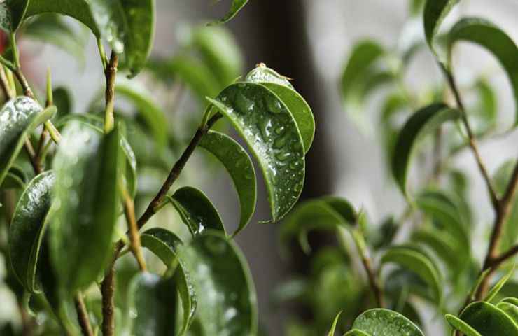 ficus bonsai fogliame