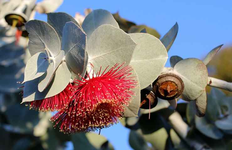 foglie verdi eucalipto