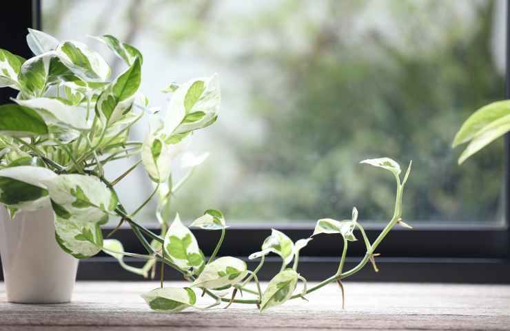 foglie pothos natura