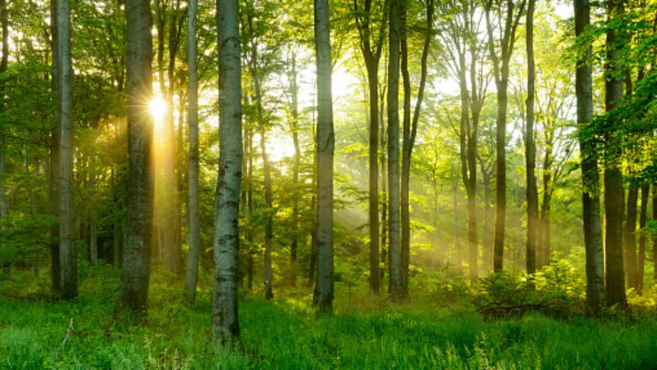 lupi orsi nel bosco come rispettarli