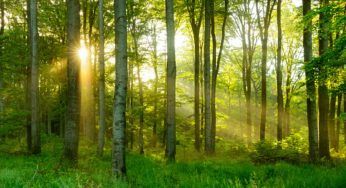 Energia dalle foreste: vincono le lobby, resta energia rinnovabile
