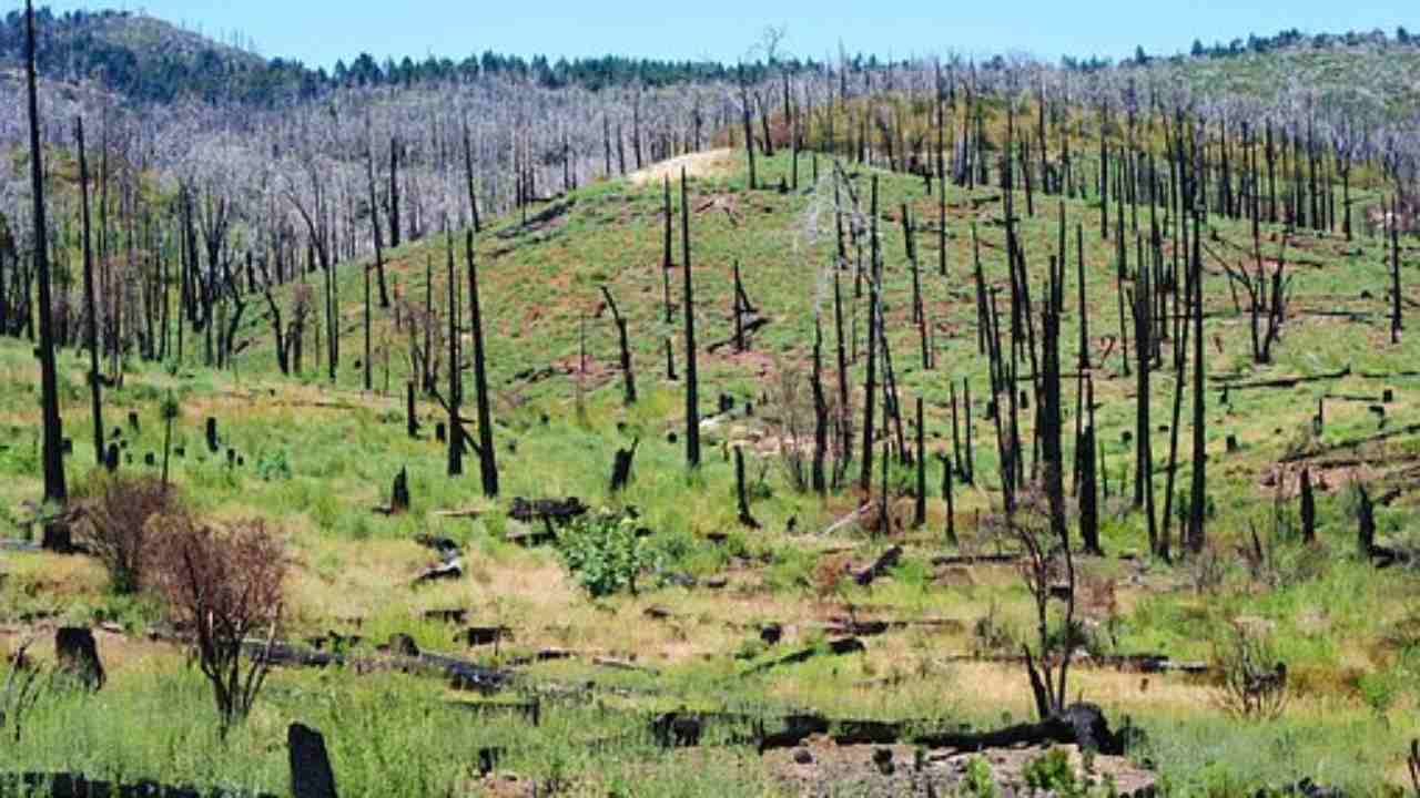 foreste fantasma come nascono