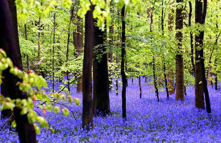 Belgio foresta blu Hallerbos 
