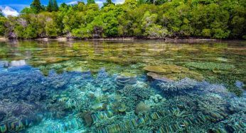 Hongana Manyawa, l’estrazione di nichel ha tragiche conseguenze