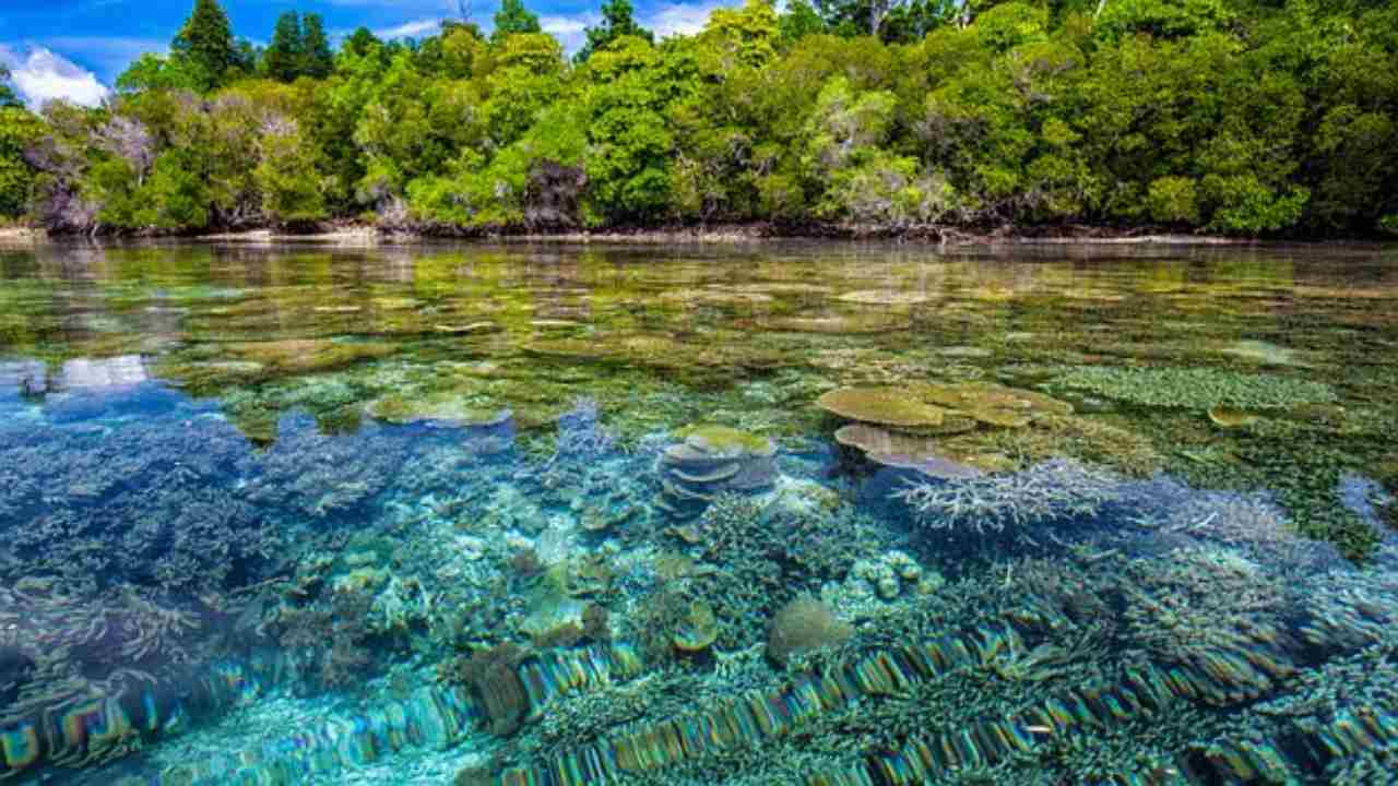 estrazione nichel uccide foresta indonesiana