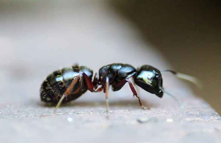 corpo formica profilo