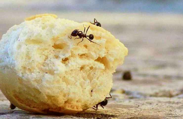 formiche pane cibo
