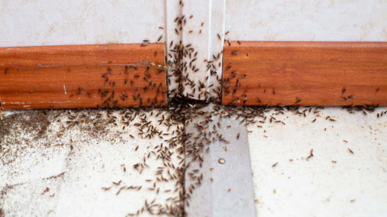 infestazione formiche cosa fare