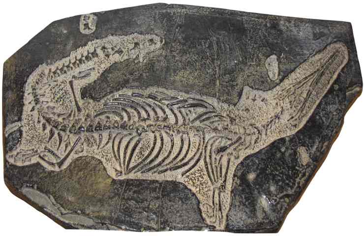 fossile coccodrillo preistorico