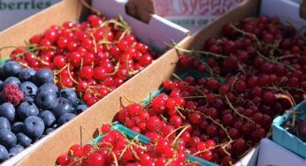 Imprenditore agricolo: norme e le competenze che servono