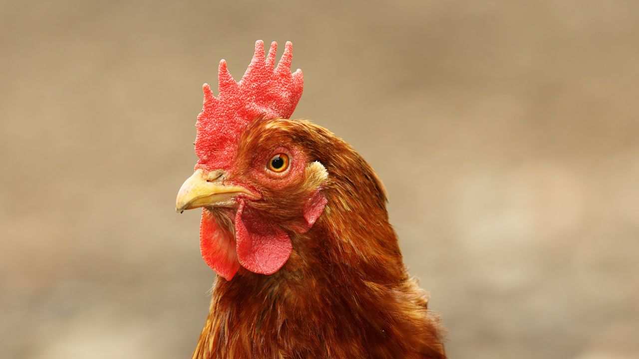 Pollo differenza gallina quali sono