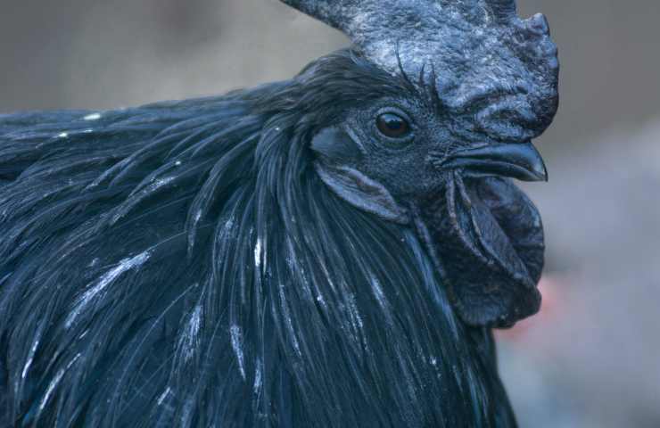 galline nere da mangiare
