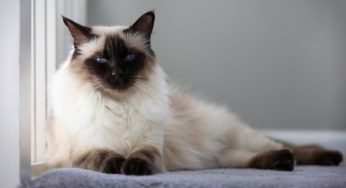 Balinese: alimentazione, aspetto e carattere del gatto orientale