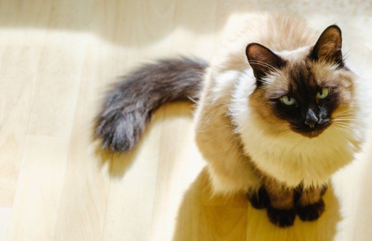 gatto balinese colore manto