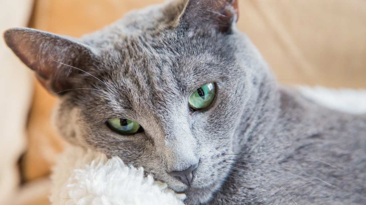 gatto blu di Russia origini aristocratiche