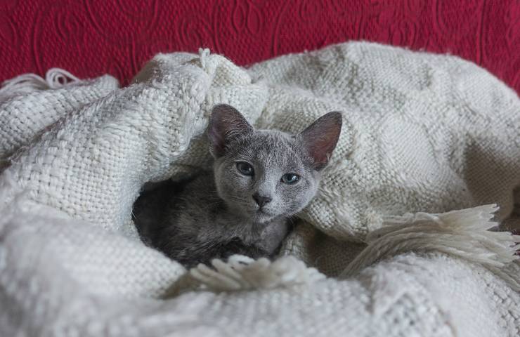 gatto blu di Russia origini aristocratiche