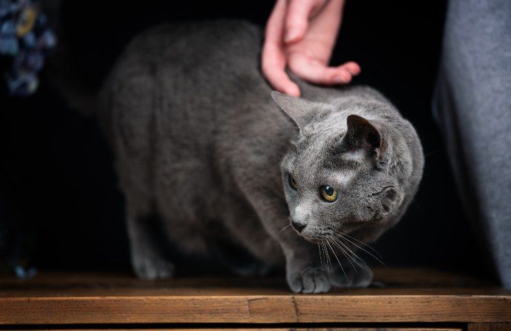 gatto blu di Russia origini aristocratiche