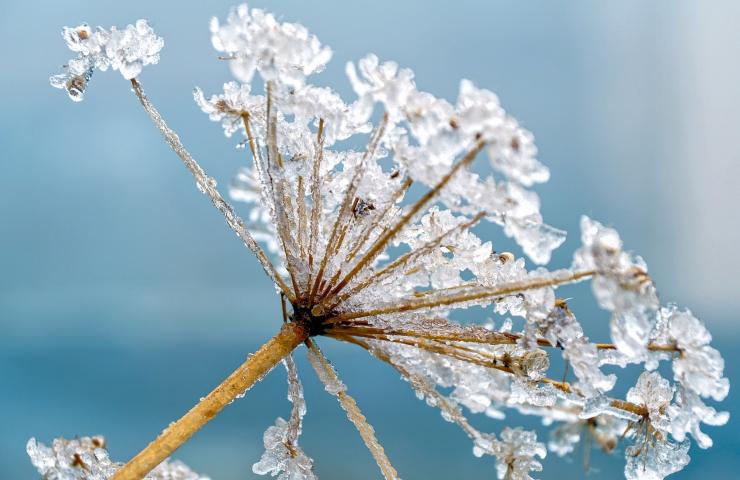 gelata di primavera soluzione