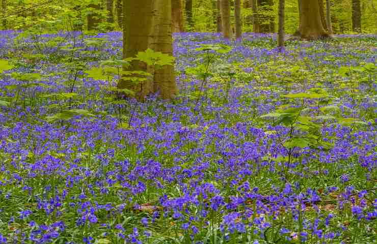 giacinti foresta blu Hallerbos