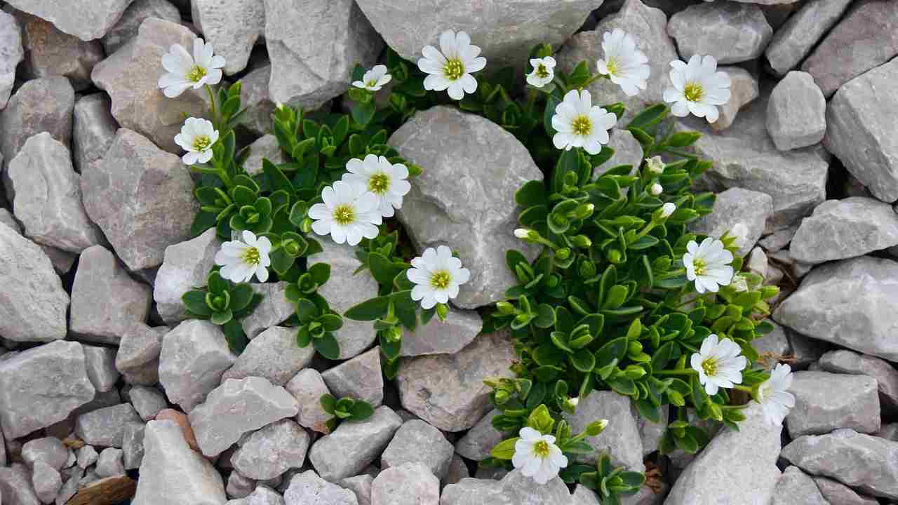 giardino alpino realizzazione 