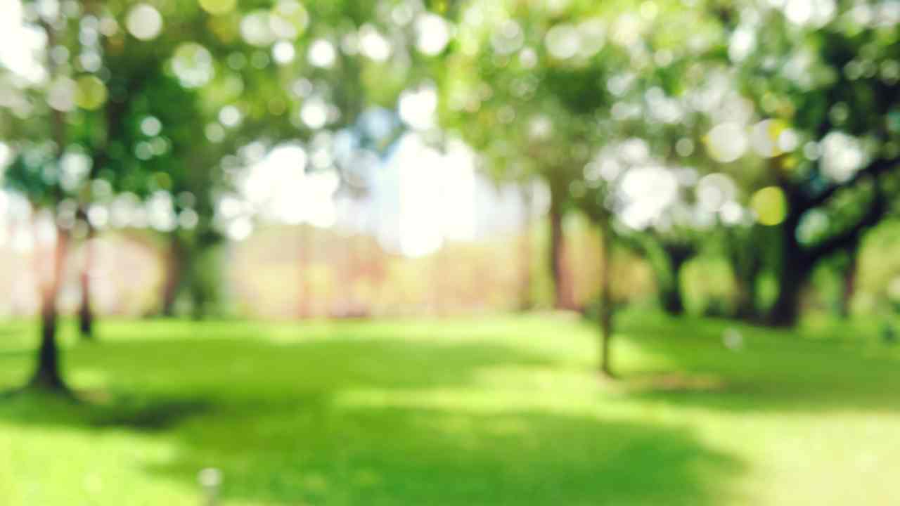 uomo ucciso da insetto in giardino