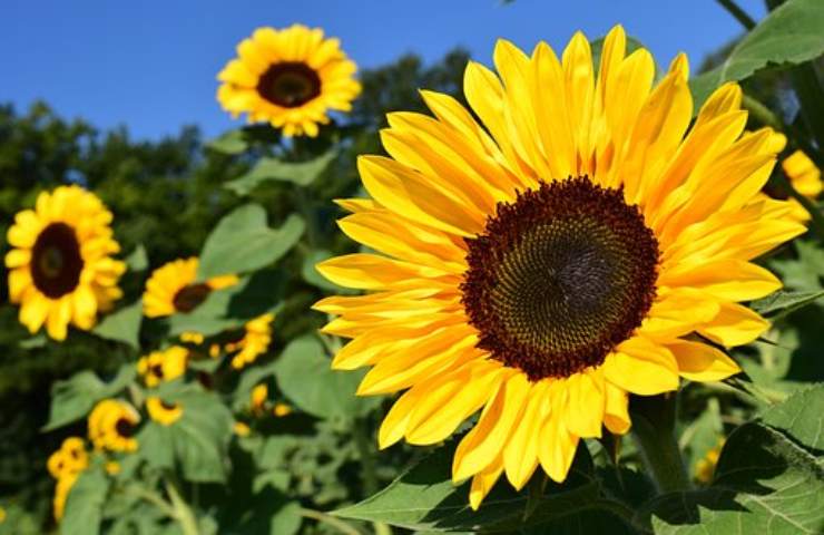 sunflower day il primo maggio