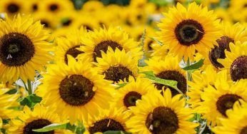 I fiori da seminare in questo periodo: non te ne pentirai