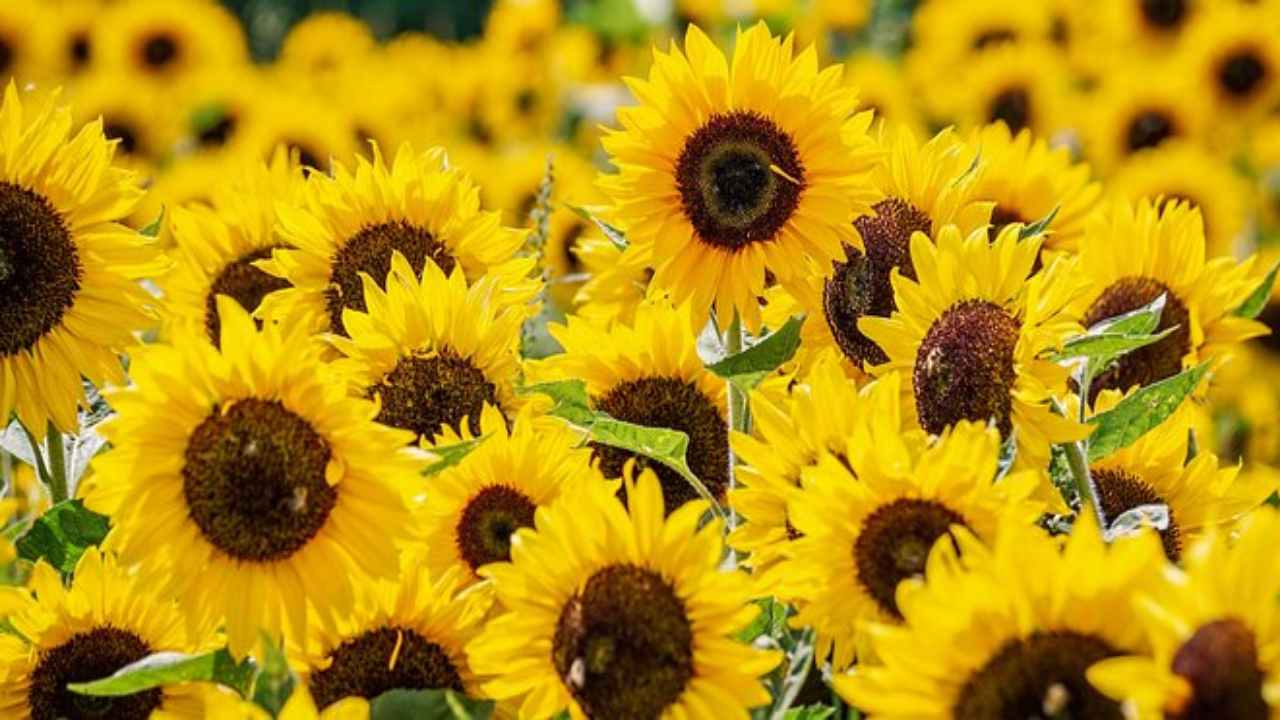 sunflower day il primo maggio