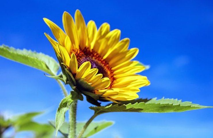 sunflower day il primo maggio