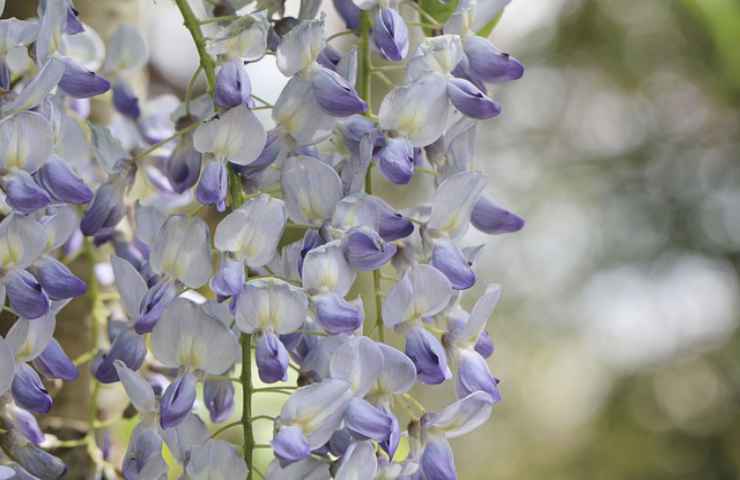 fiori glicine blu