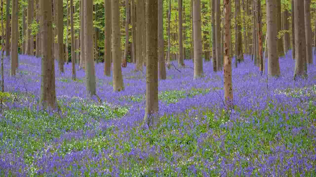 foresta blu giacinti belgio