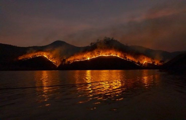 foreste fantasma come nascono