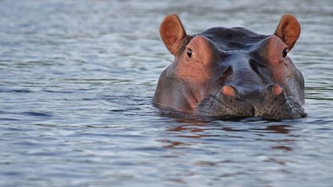 ippopotamo incidente auto colombia