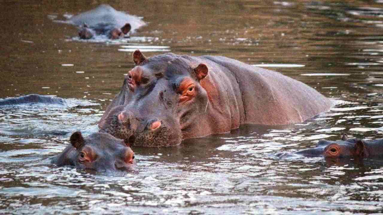 Un niño de dos años tragado por un hipopótamo: escupido vivo
