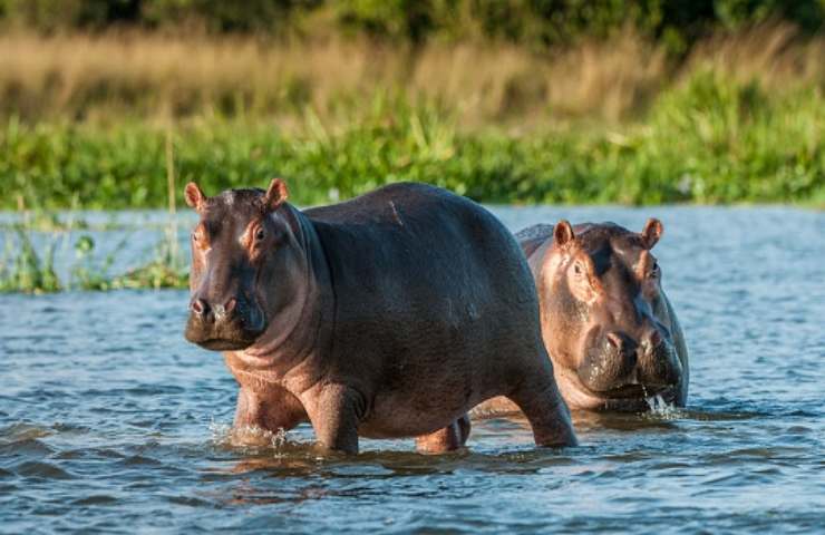 ippopotamo incidente auto colombia