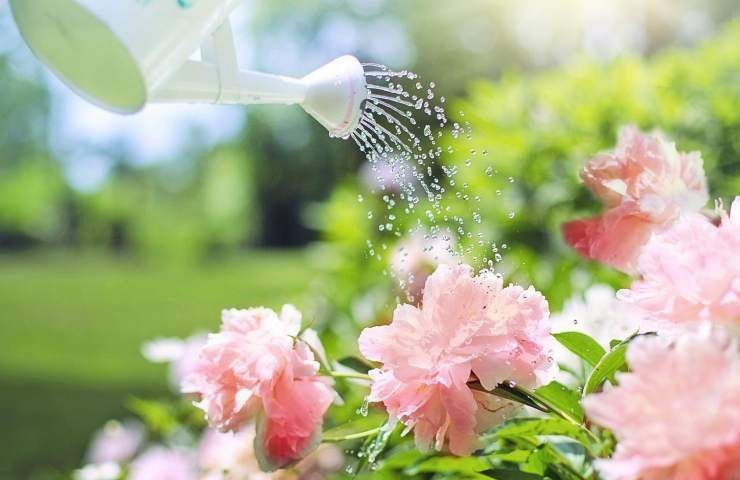 irrigazione fiori consigli 