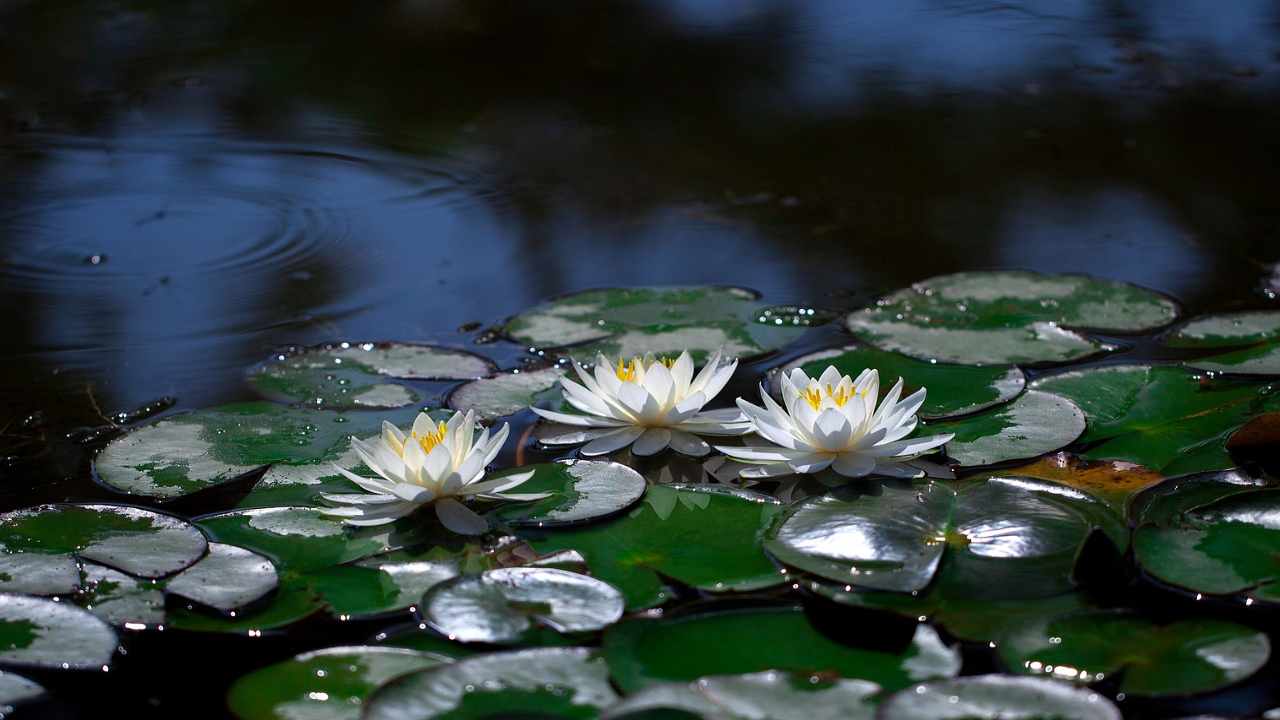 laghetto giardino ninfee