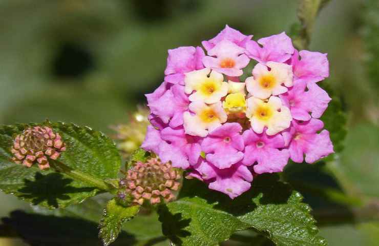 fiori rosa natura