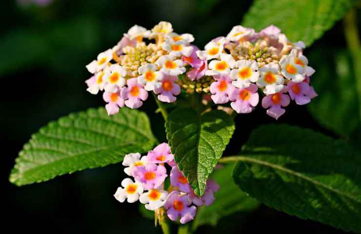 fiori lantana rosa