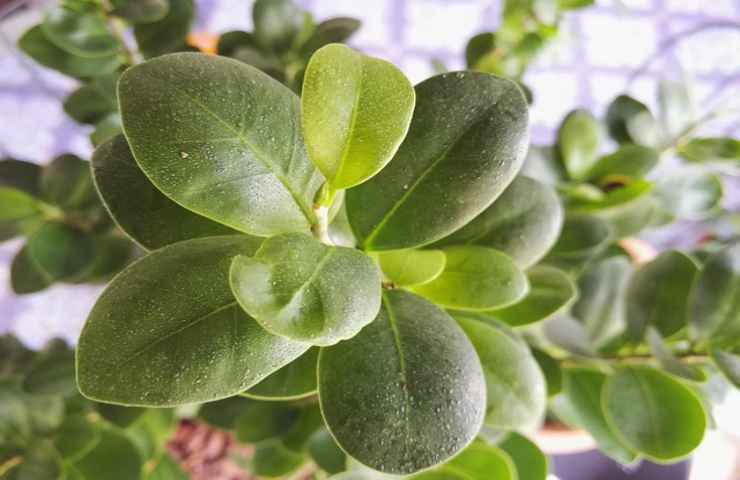 ficus foglie pianta natura