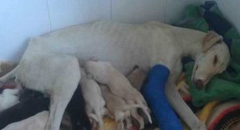 Cane con una gamba rotta non si arrende: guida i veterinari dai suoi cuccioli – VIDEO