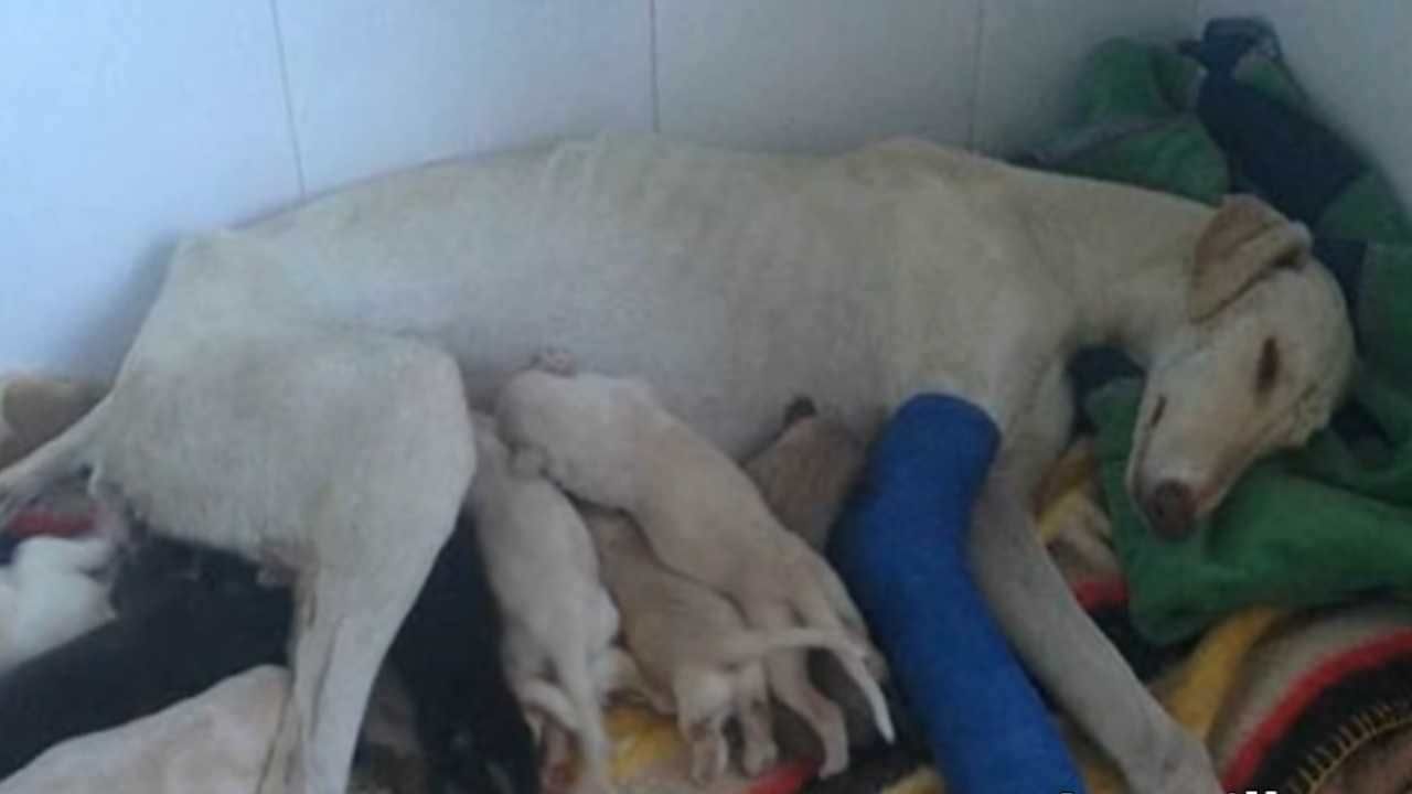 Cane con una gamba rotta non si arrende guida i veterinari dai suoi