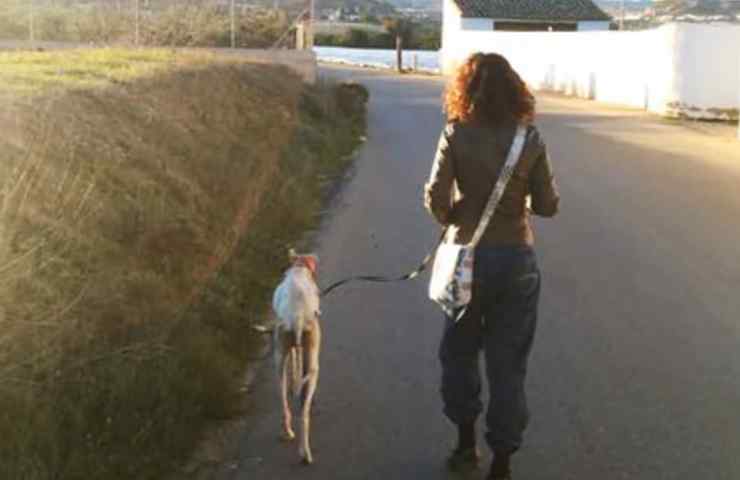 levriero guida veterinari cuccioli