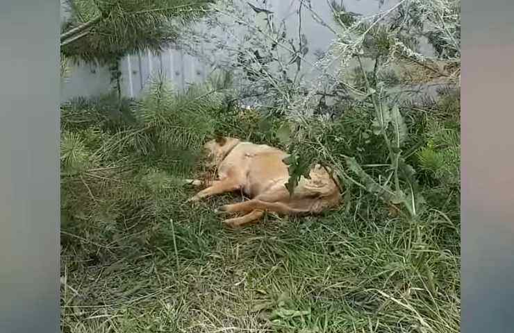 mamma cane salvata cuccioli