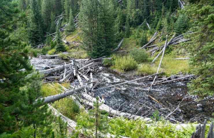 logjam come si sono formati