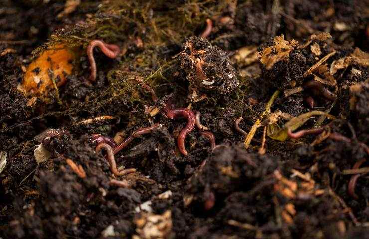 lombrichi utili fertilizzare terreno