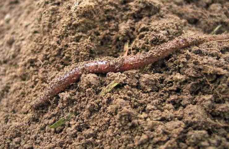 lombrichi utili fertilizzare terreno