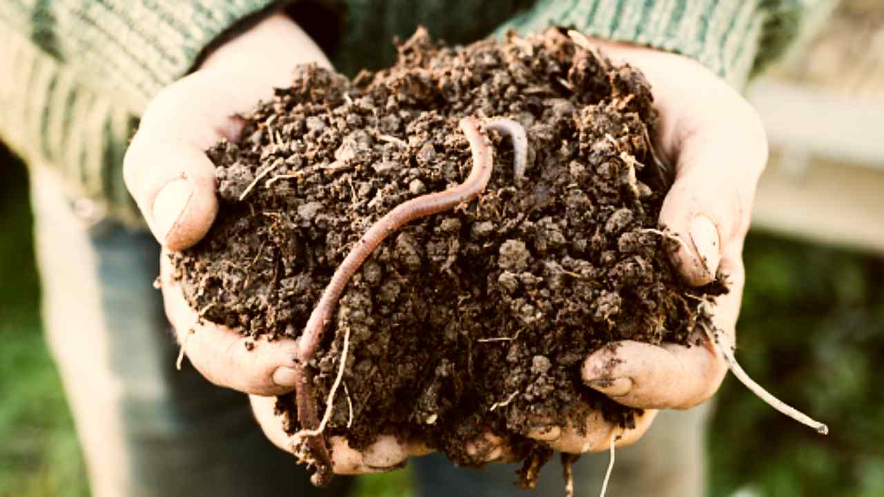 lombrichi utili fertilizzare terreno