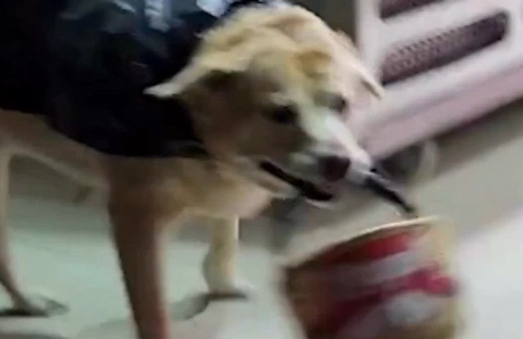 cane Labrador va a fare la spesa