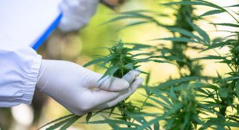 Cannabis Day: perchè si celebra il 20 aprile? Le curiosità